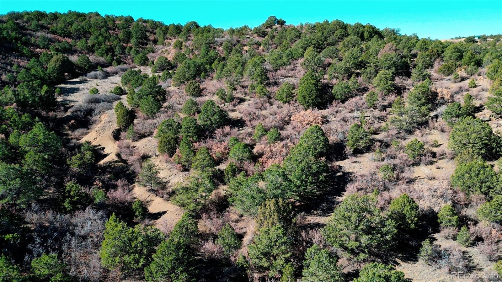 11298 Primero Ranch Trinidad, CO 81082 - Photo 21 of 36 a view of a forest with a tree
