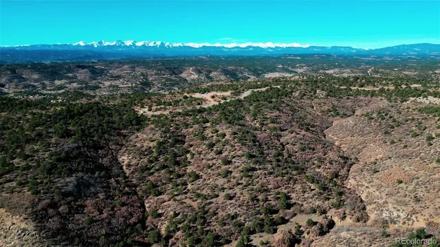 a view of a dry yard with lots of trees