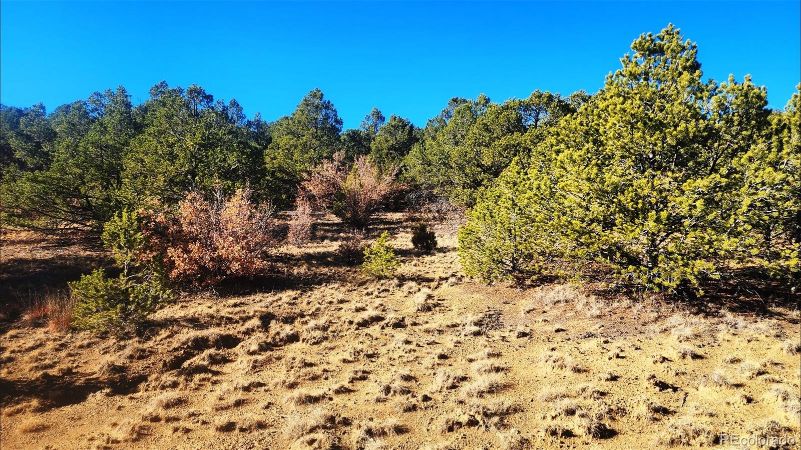 11298 Primero Ranch Trinidad, CO 81082 - Photo 10 of 36 a backyard of a house with a tree