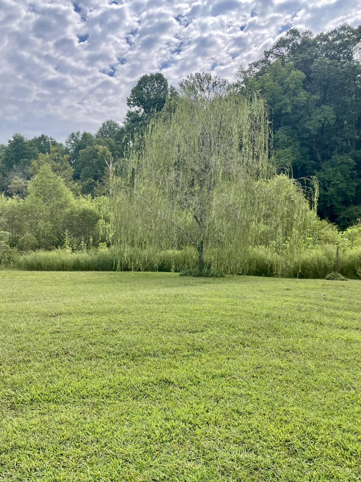 1085 Tucker School Road Cohutta, GA 30710 - Photo 5 of 41 Beautiful weeping willow near spring