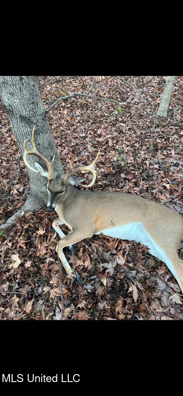 Clinton Raymond Road Clinton, MS 39056 - Photo 31 of 38 IMG_4339