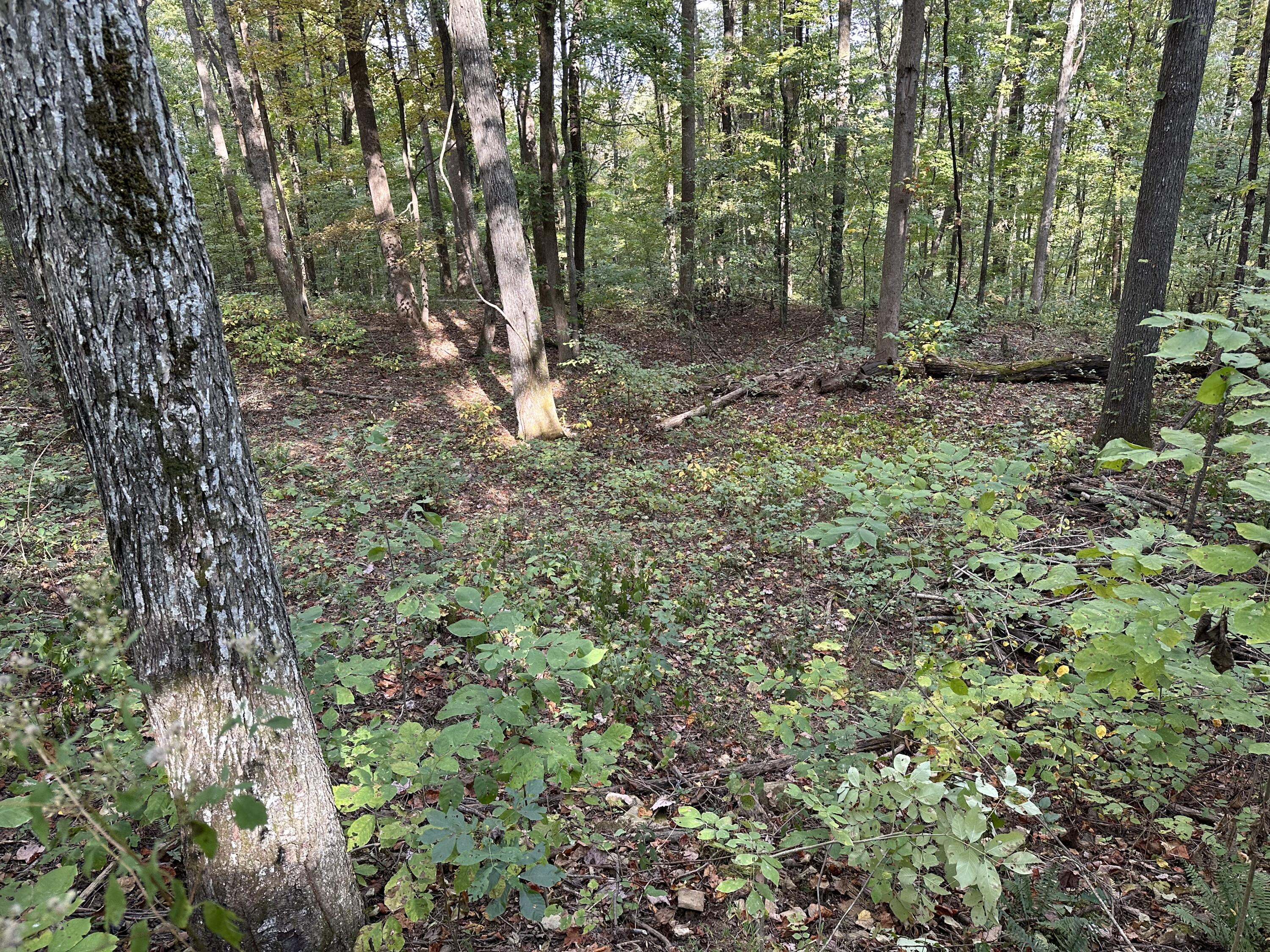 0 Fox Ridge Road, Unit 79 Pikeville, TN 37367 - Photo 3 of 6 IMG_1274