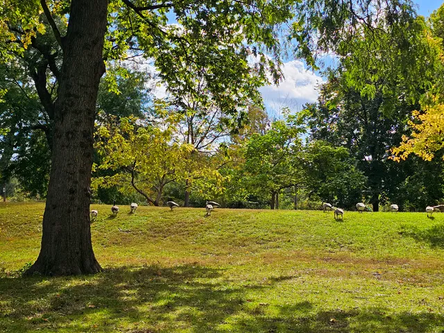 a tree in the middle of a yard with large trees