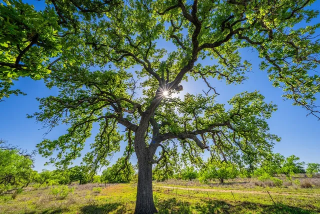 a view of a lake with a mountain in the background