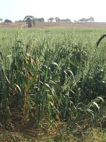 $1,850,000 | 29266 Dry Creek Road, Galt, CA 95632