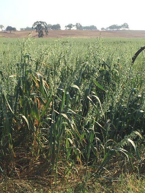 29266 Dry Creek Road Galt, CA 95632 - Photo 30 of 44 a view of a lush green field with a mountain in the background