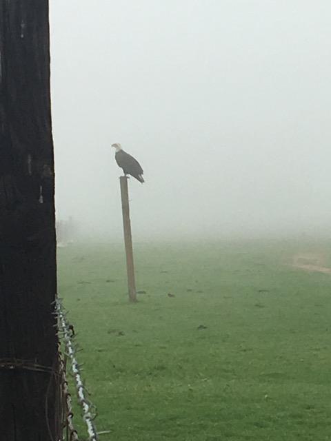 29266 Dry Creek Road Galt, CA 95632 - Photo 34 of 44 a view of a small yard