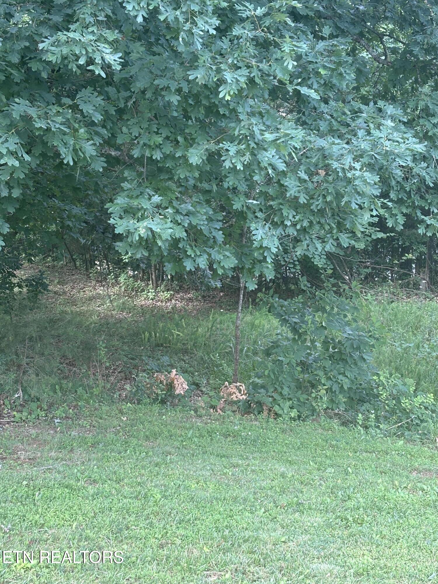 2327 Boat Dock Road Talbott, TN 37877 - Photo 11 of 13 IMG_0023