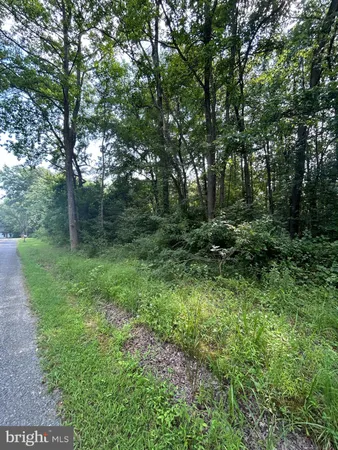 a view of a lush green forest