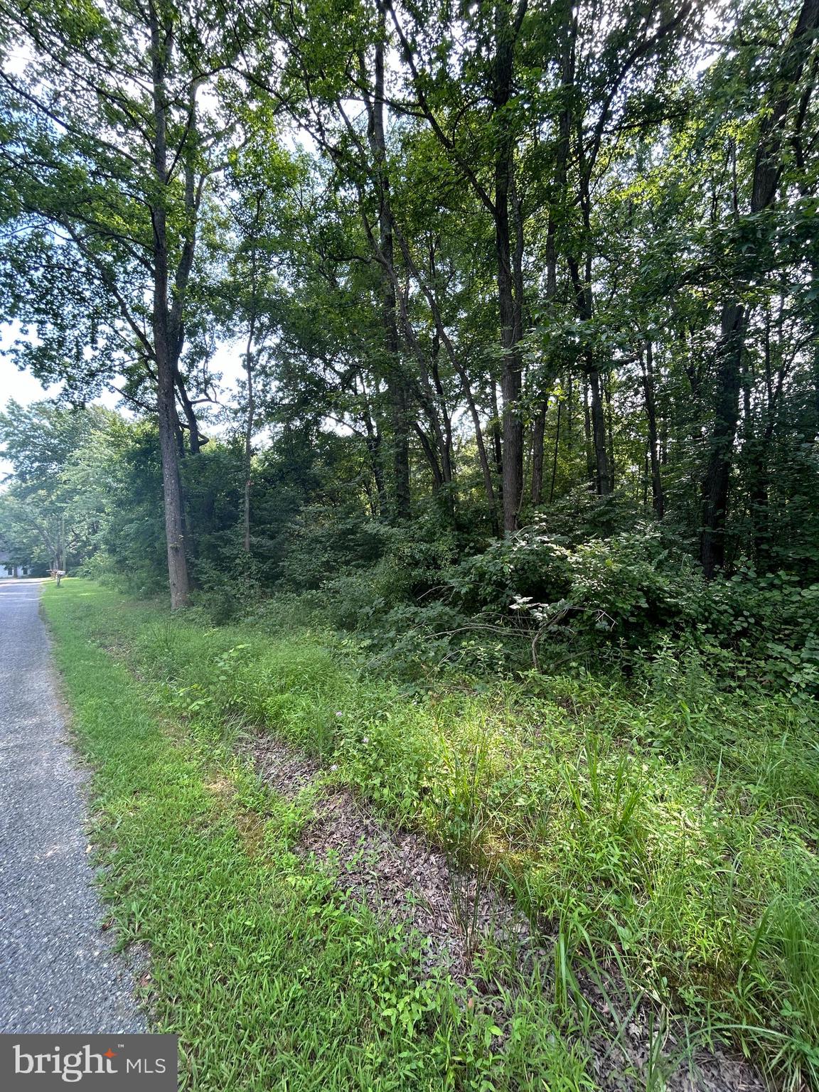 Chesterville Forest Road, Unit PARCEL 60 Millington, MD 21651 - Photo 1 of 3 a view of a lush green forest