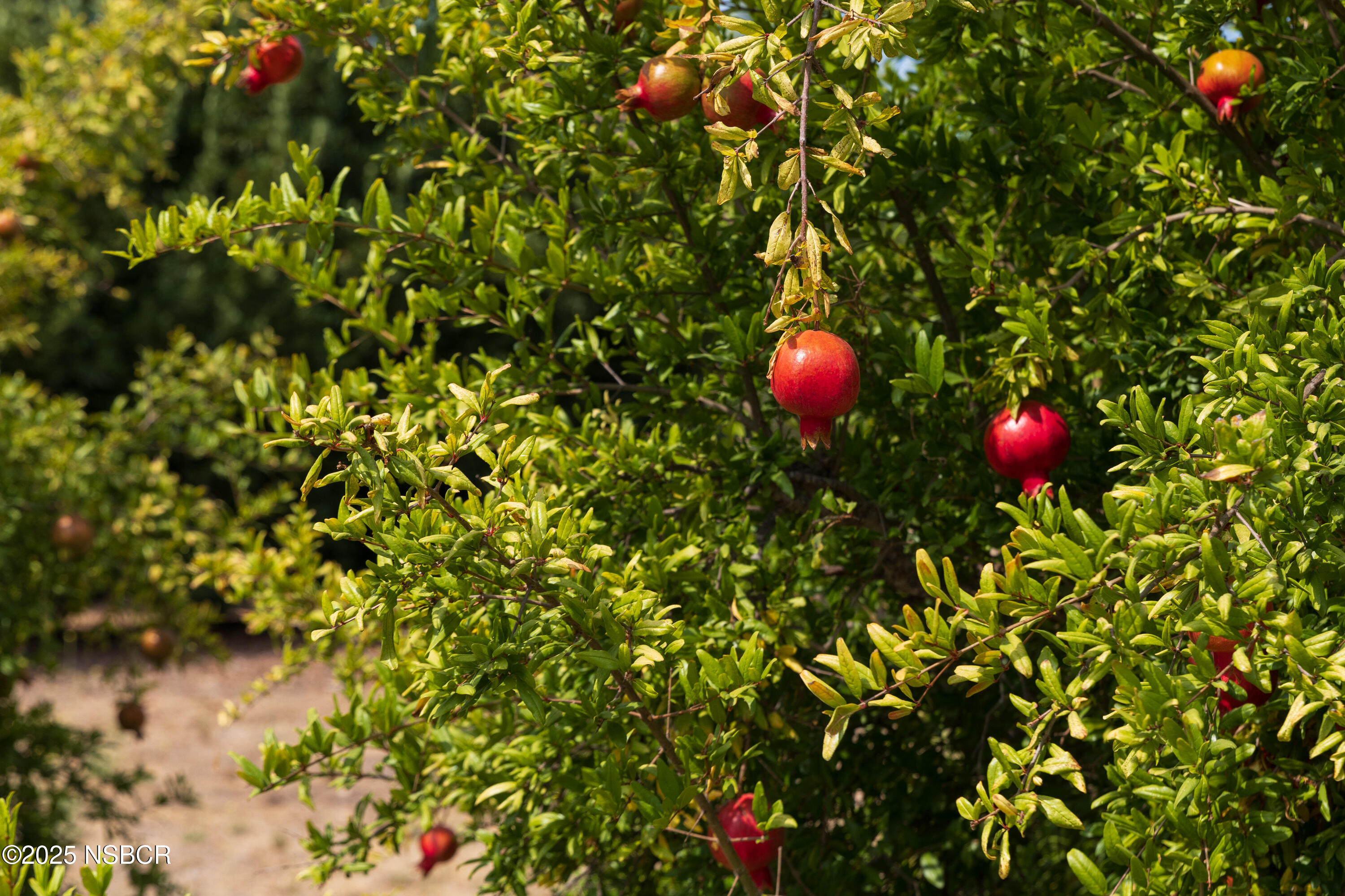 3001 Long Valley Road Santa Ynez, CA 93460 - Photo 39 of 52 a view of flowers in bunch