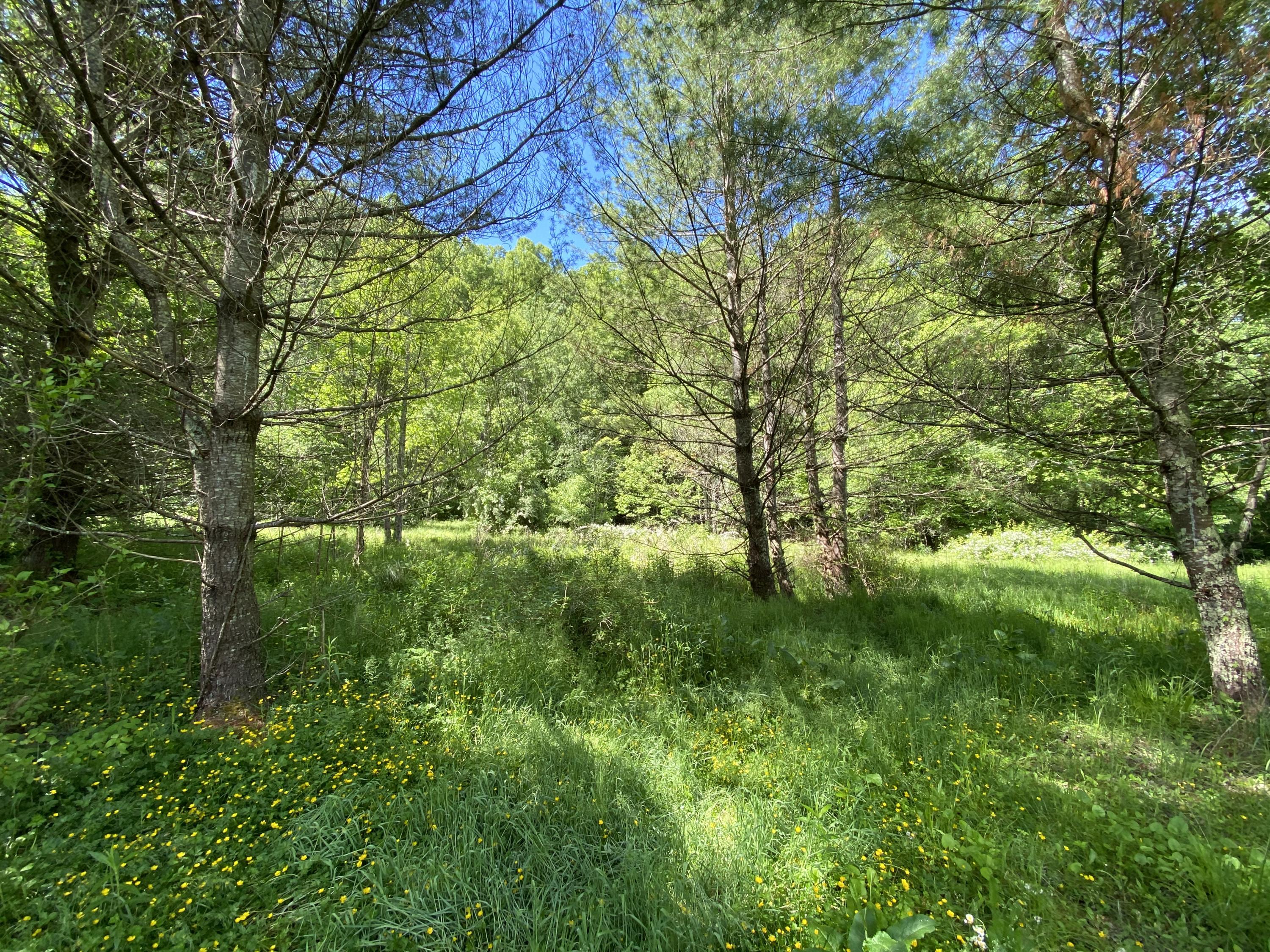 1240 Poga Road Butler, TN 37640 - Photo 4 of 29 476EAA6C-8F02-4C58-89BB-D99AA051059B