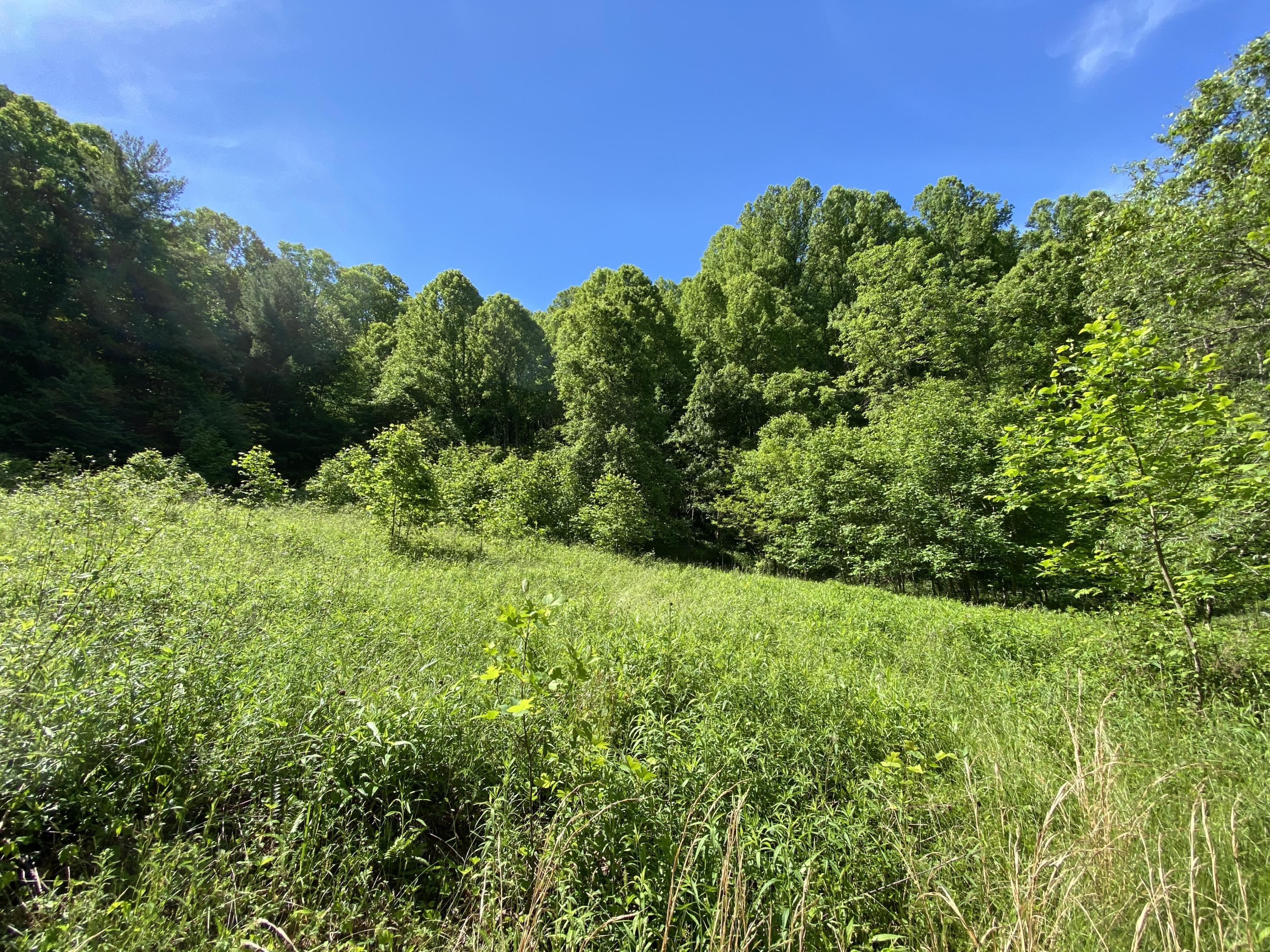 1240 Poga Road Butler, TN 37640 - Photo 9 of 29 B0F8FA37-D656-47B6-AB58-81B3093EF50B