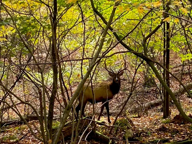 $383,200 | 0 Mason Hill Road, Driftwood, PA 15832