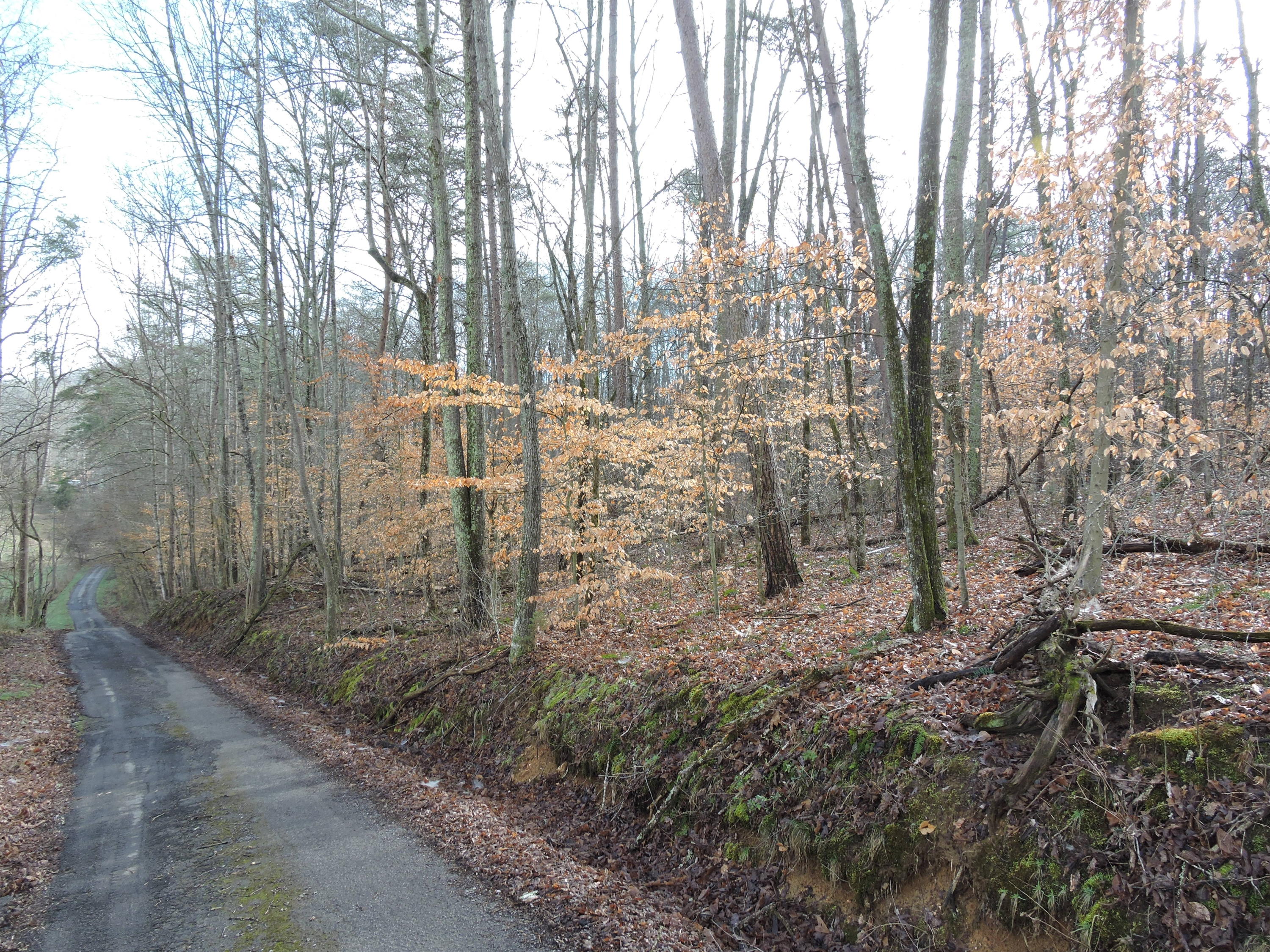 Lot 39 Summers Road Maynardville, TN 37807 - Photo 1 of 4 003
