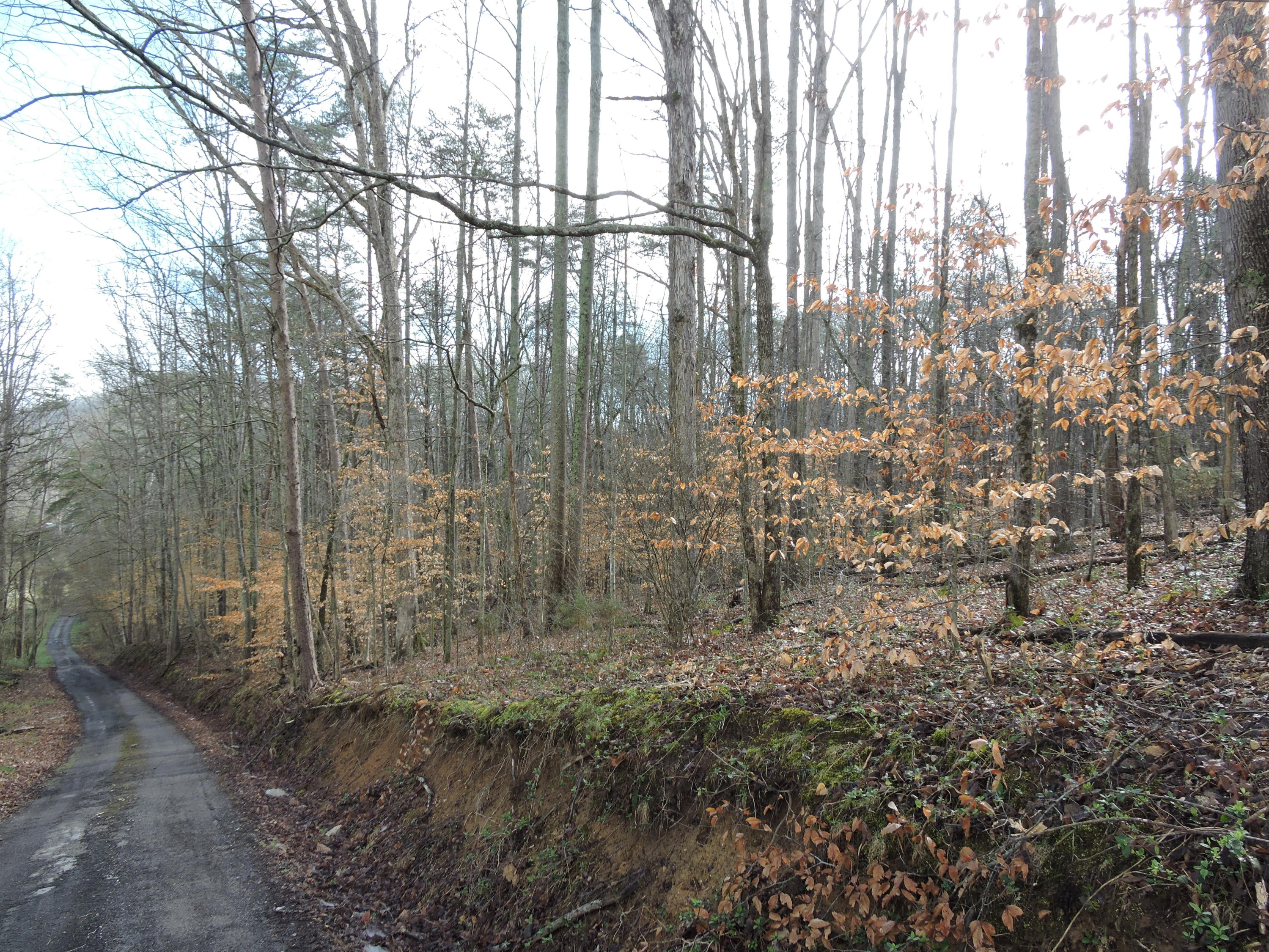 Lot 39 Summers Road Maynardville, TN 37807 - Photo 2 of 4 006
