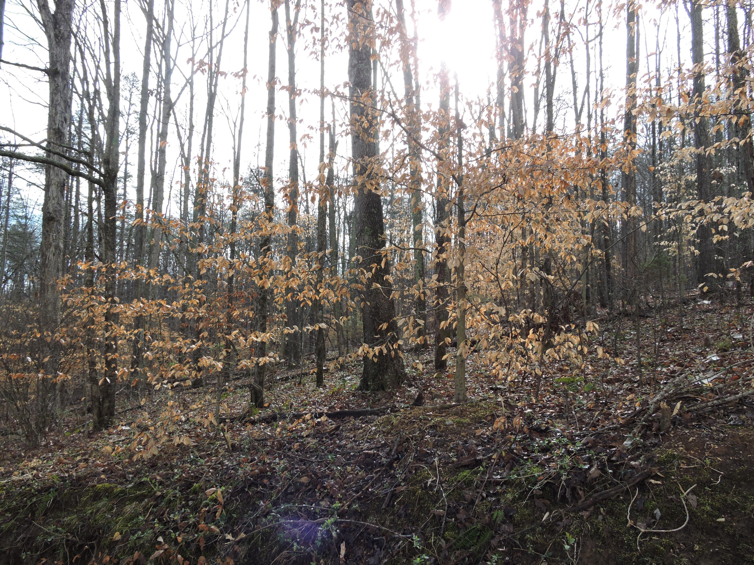 Lot 39 Summers Road Maynardville, TN 37807 - Photo 3 of 4 005