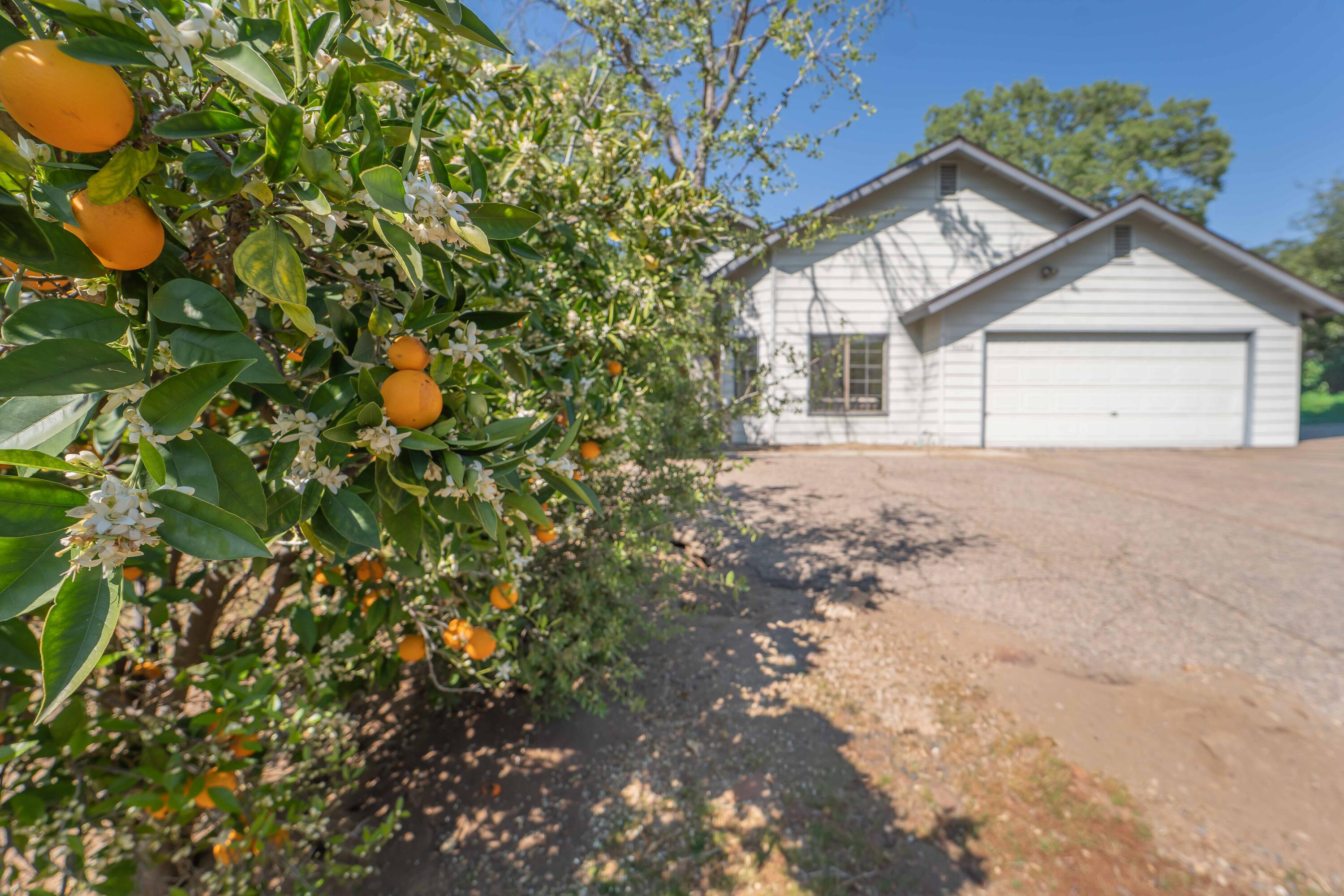 40962 Oak Ridge Drive Three Rivers, CA 93271 - Photo 4 of 36 a view of a house with a tree