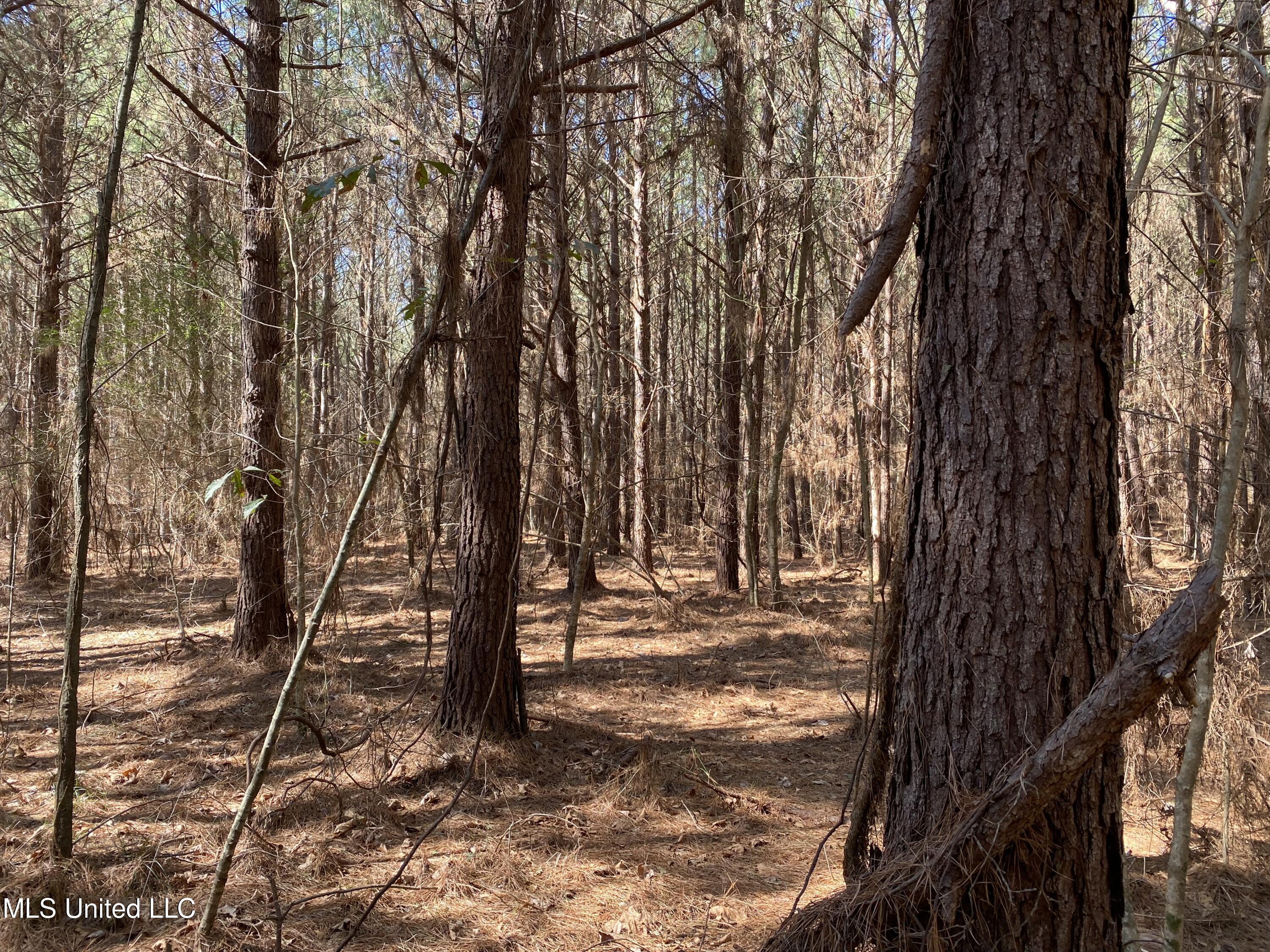 Ridge Road Kosciusko, MS 39090 - Photo 2 of 6 IMG_8828