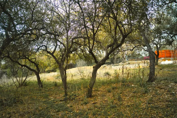 a view of a yard with plants and trees