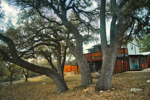 a view of yard covered with trees