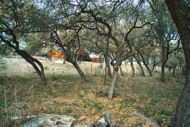 a view of yard covered with trees