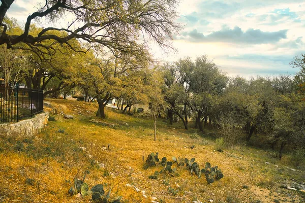 a view of yard covered with trees