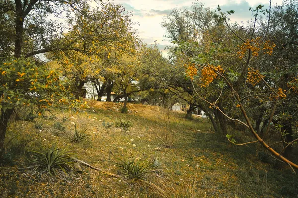 a view of backyard with outdoor space