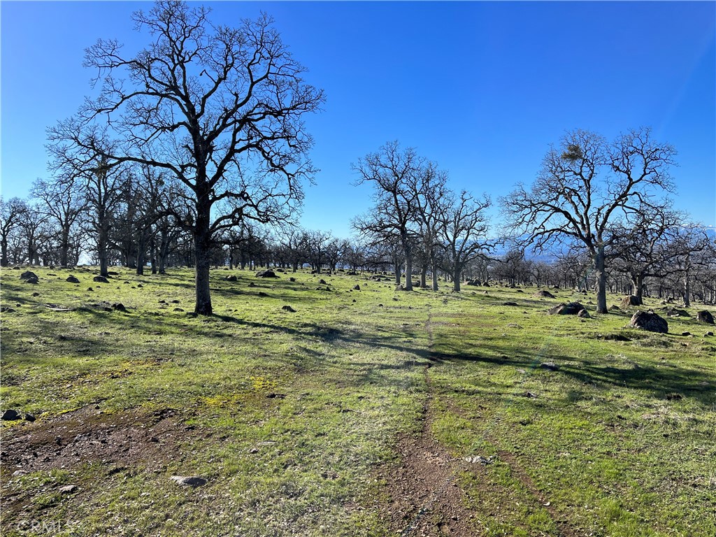 0 Tuscan Springs Road Red Bluff, CA 96080 - Photo 6 of 23 a view of a park with large trees