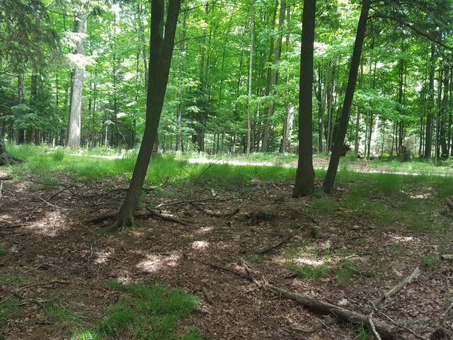 Lot 2 Wheeler Island Road Three Lakes, WI 54562 - Photo 6 of 20 Gallery Image 6