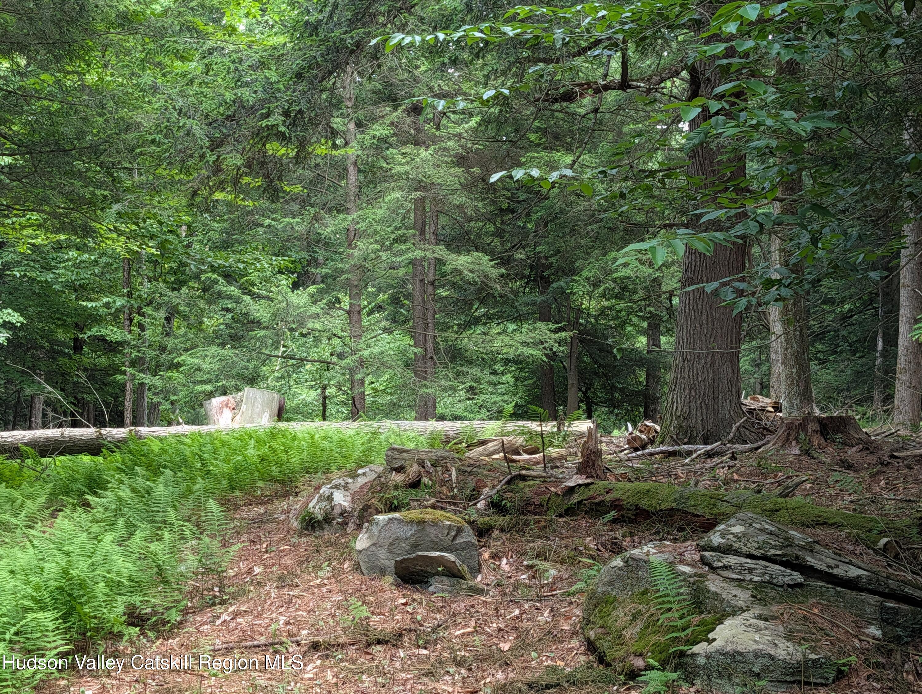 0 Ballard Road Mongaup Valley, NY 12762 - Photo 8 of 10 Ballard tree