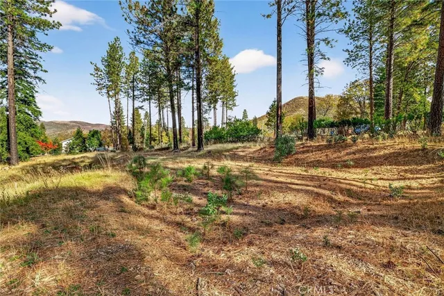 a view of a yard with palm trees