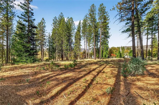 a view of a yard with plants and trees