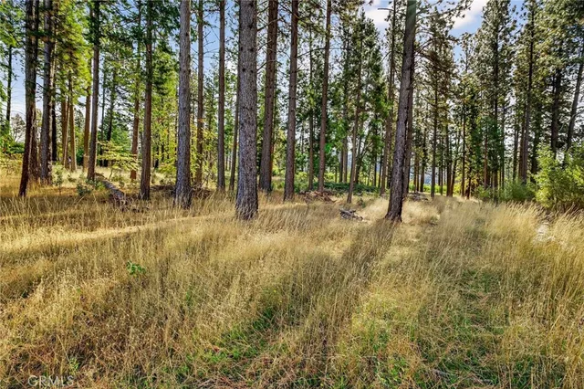 a view of outdoor space with trees