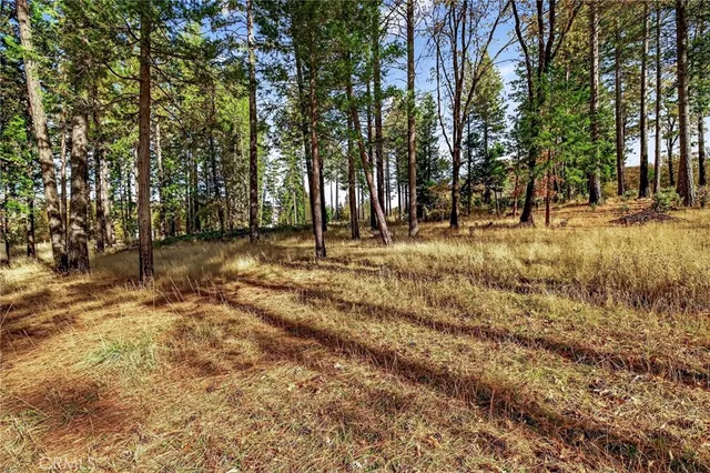 a view of dirt yard with a large tree