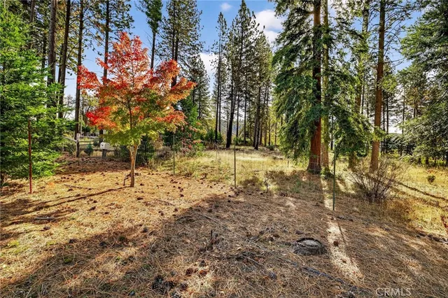 a view of a yard with large trees