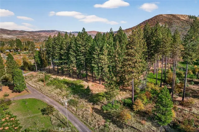 a view of a tree in a yard