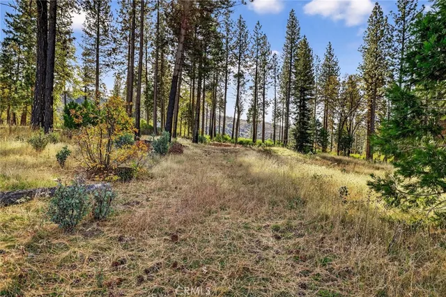 a view of large trees with green space