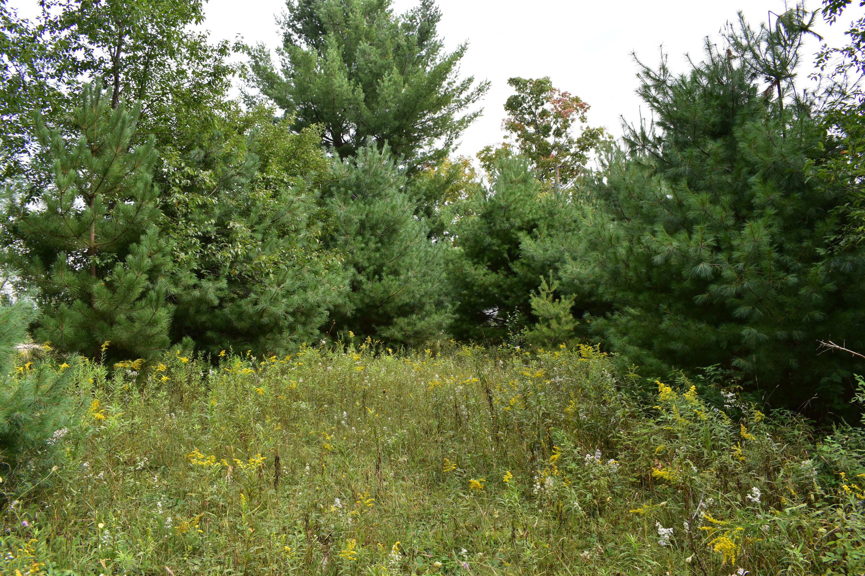 10130 Mouch Road Atlanta, MI 49709 - Photo 25 of 27 Gallery Image 25