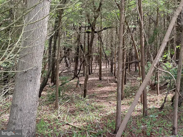a view of a forest with trees in front of it