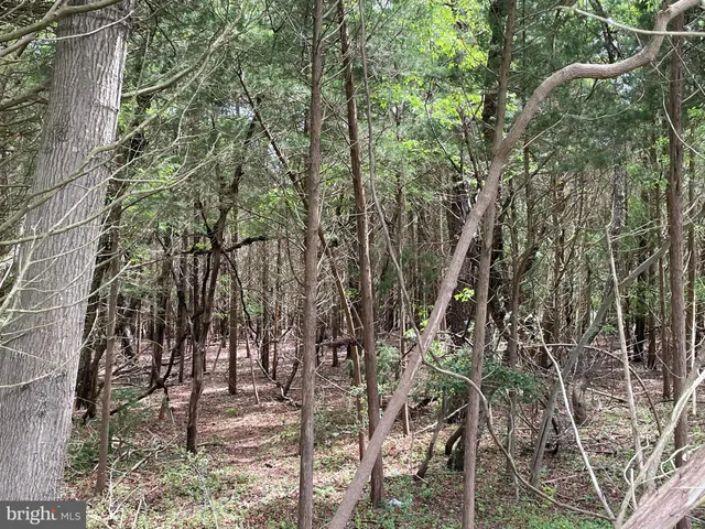 a view of a yard with plants and trees