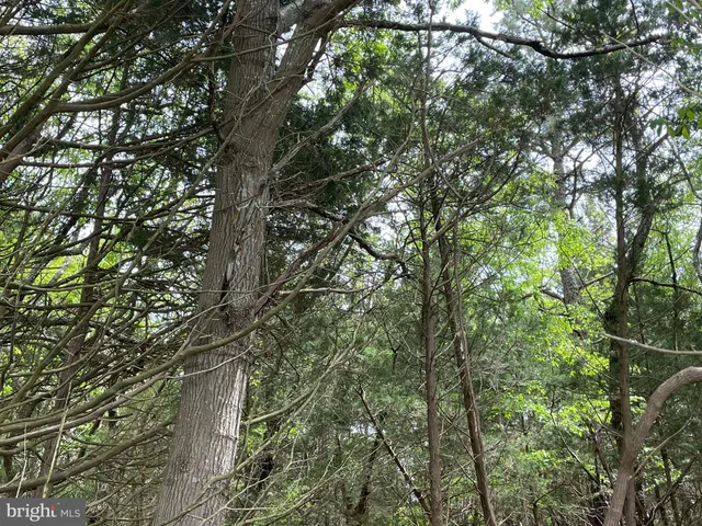 a lush green forest with lots of trees
