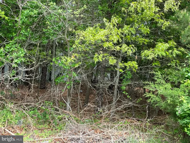 a backyard of a house with lots of trees