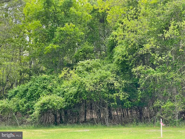 a view of a tennis ground with large trees