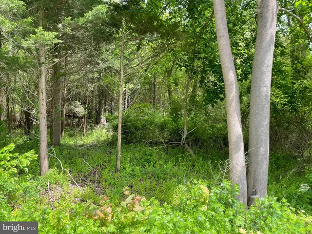 a view of a lush green forest