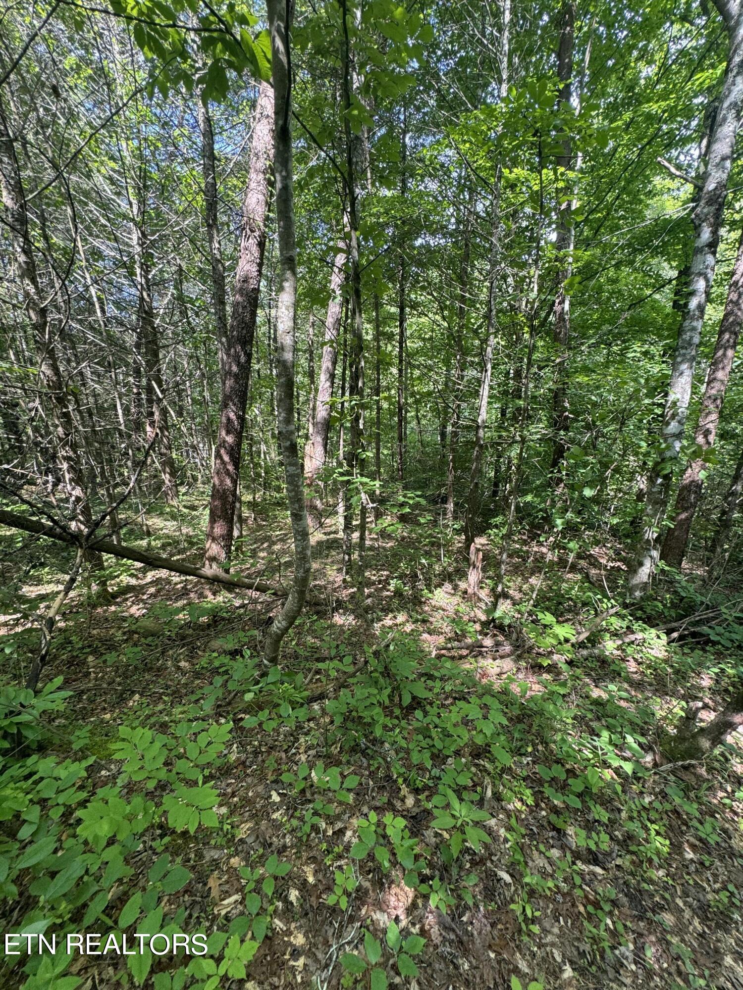 Tall Pines Way Sevierville, TN 37876 - Photo 11 of 46 IMG_1792