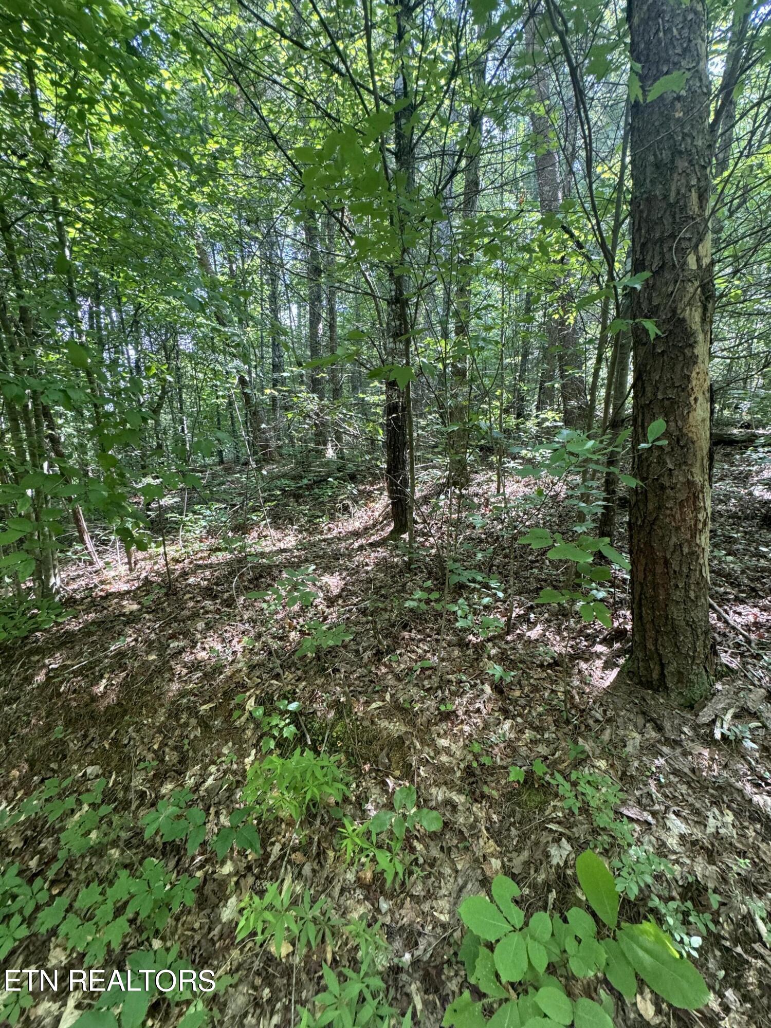 Tall Pines Way Sevierville, TN 37876 - Photo 12 of 46 IMG_1794