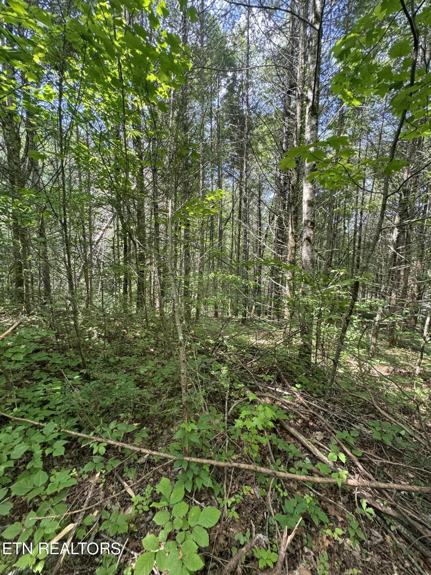 Tall Pines Way Sevierville, TN 37876 - Photo 15 of 46 IMG_1797
