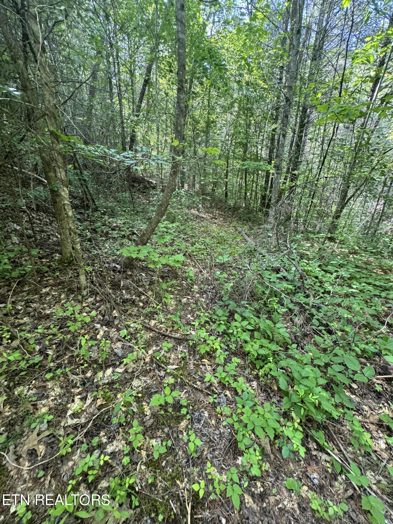Tall Pines Way Sevierville, TN 37876 - Photo 16 of 46 IMG_1798