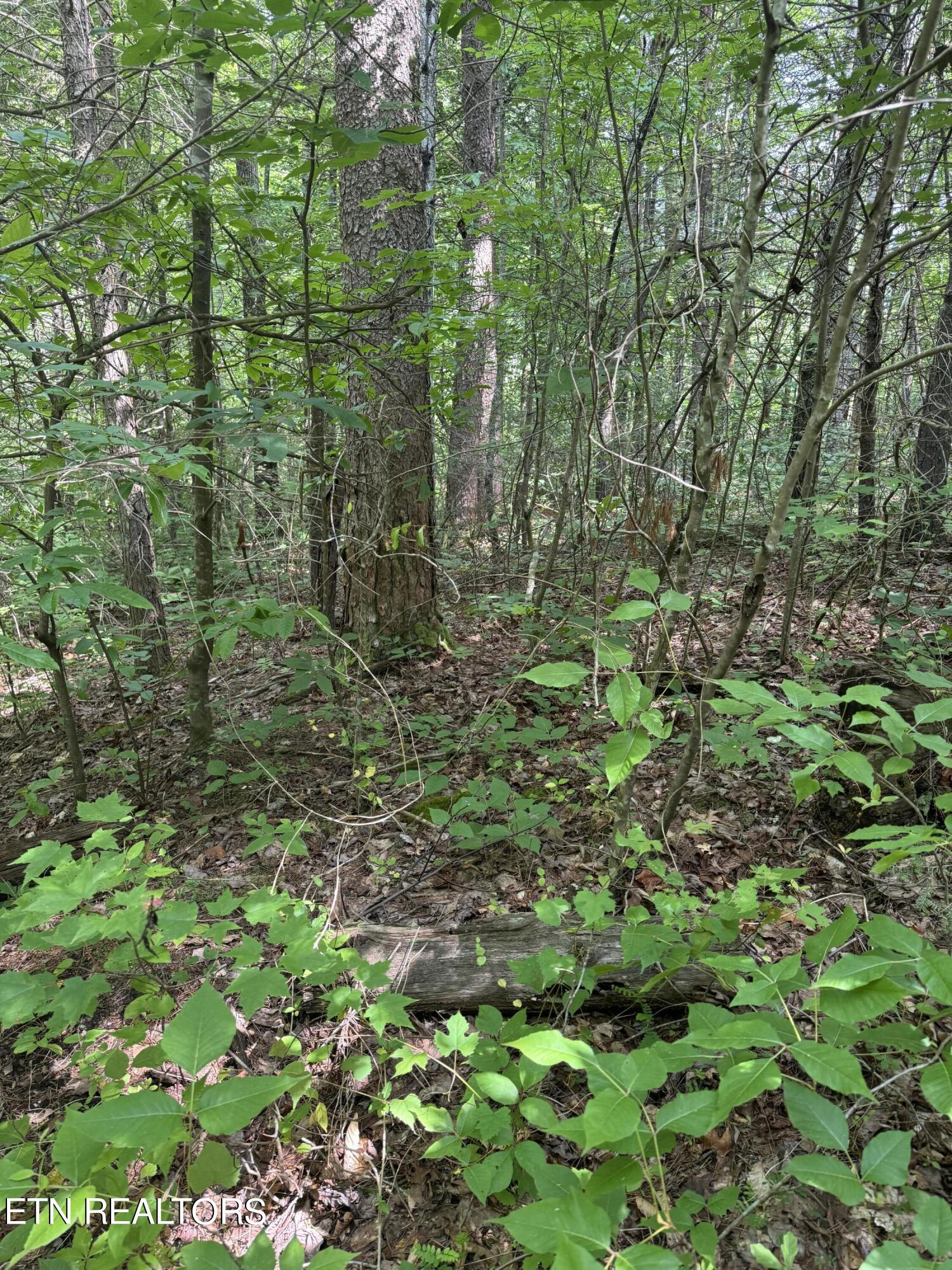 Tall Pines Way Sevierville, TN 37876 - Photo 20 of 46 IMG_1802
